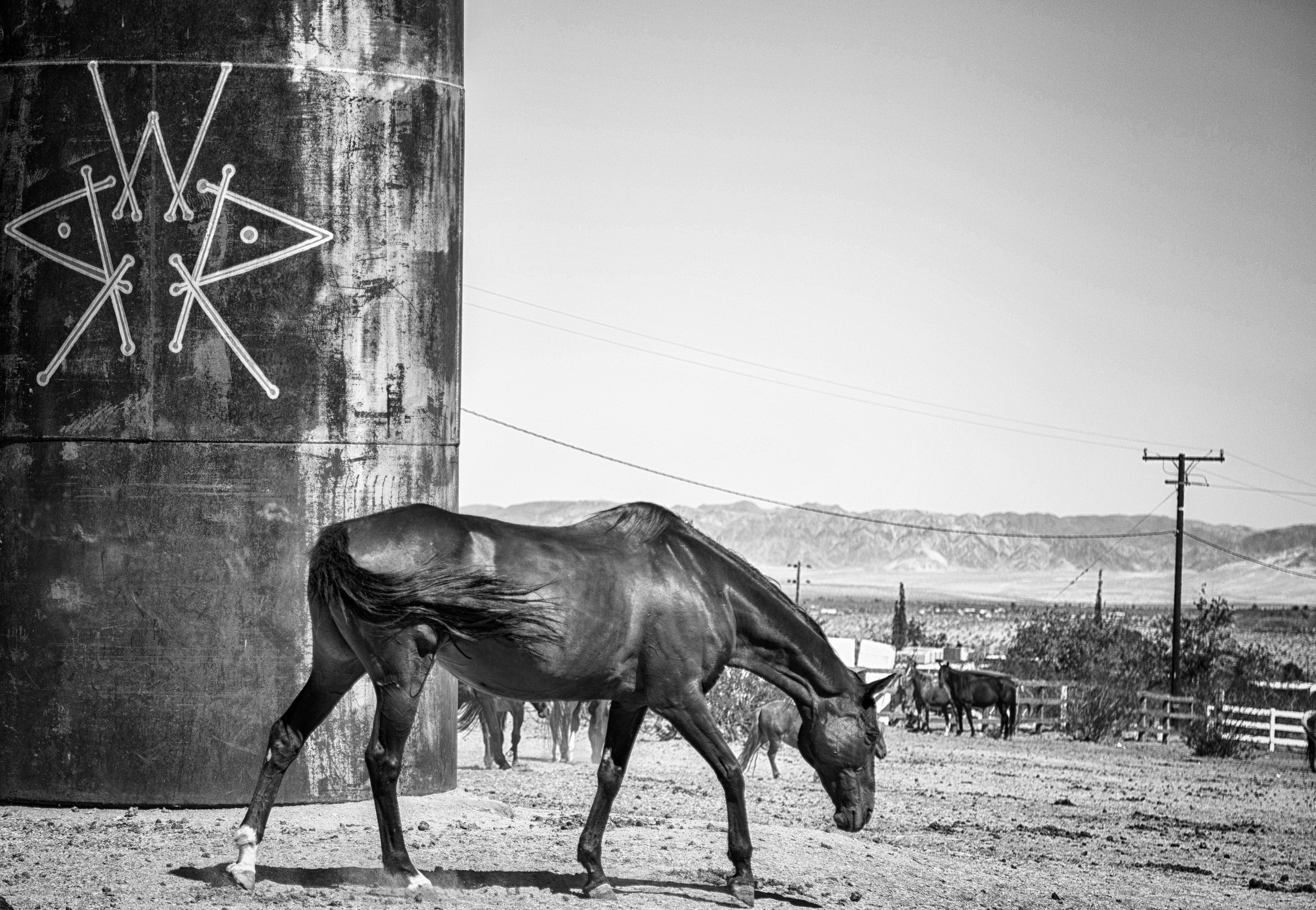 White-Rock-Horse-Rescue