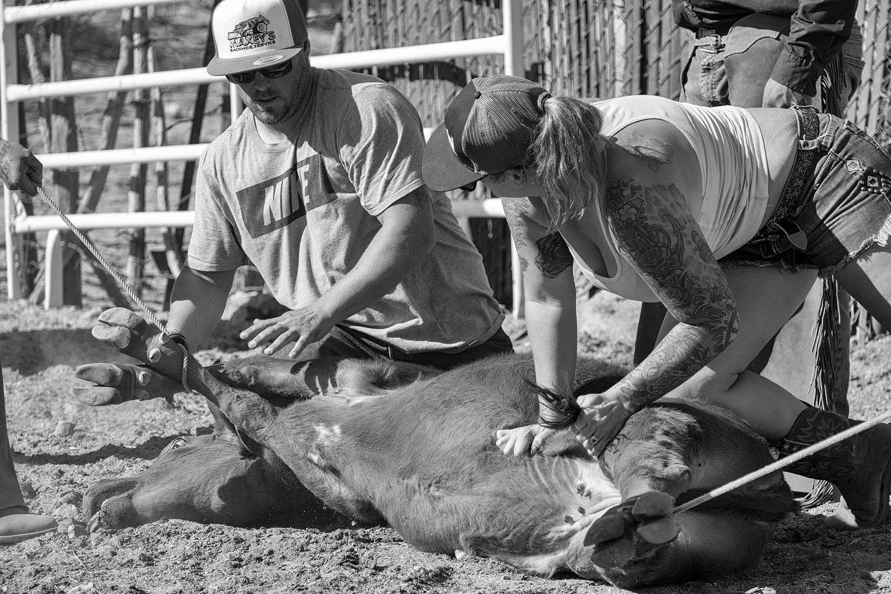 ropingthecattle